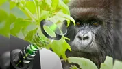 Gorilla Glass با DX و DX + از لنزهای دوربین پرچم‌دار بعدی شما محافظت می کند